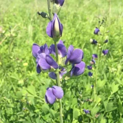 tall blue wild indigo thumbnail 1