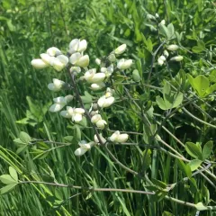 prairie false indigo thumbnail 2
