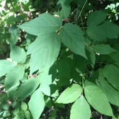 box elder thumbnail 5