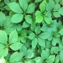 Virginia creeper thumbnail 1