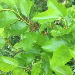 white mulberry thumbnail 4