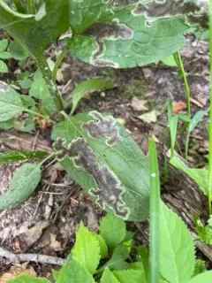 Agromyza canadensis thumbnail 3