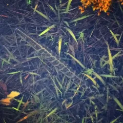 Northern Pike thumbnail 5