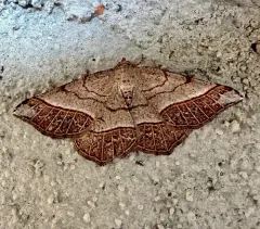 Brown-bordered Geometer Moth thumbnail 3