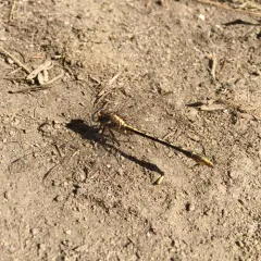 Lancet Clubtail thumbnail 1