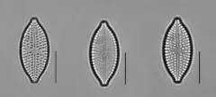 Aneumastus minor thumbnail 2