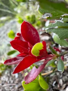 Exobasidium arctostaphyli thumbnail 4