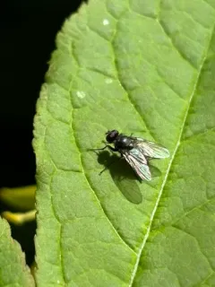 Lesser House Fly thumbnail 2