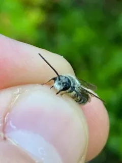 Melitta melittoides thumbnail 2