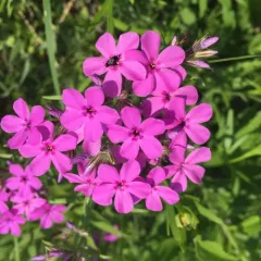 prairie phlox thumbnail 4