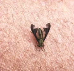 Macquart's Deer Fly thumbnail 3