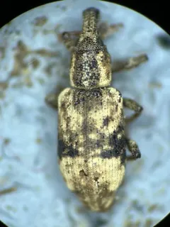 Listronotus delumbis thumbnail 3
