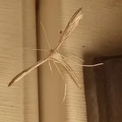 Yarrow Leaf Plume Moth thumbnail 3