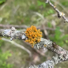 Golden-eye Lichen thumbnail 4