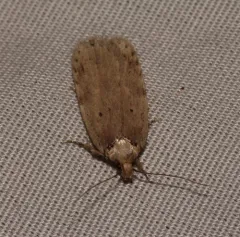 Clay-colored Agonopterix Moth thumbnail 2