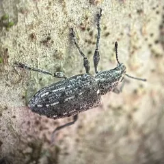 New York Weevil thumbnail 3