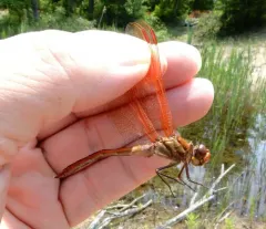 Golden-winged Skimmer thumbnail 4