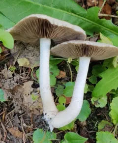 Coprinopsis uliginicola thumbnail 4