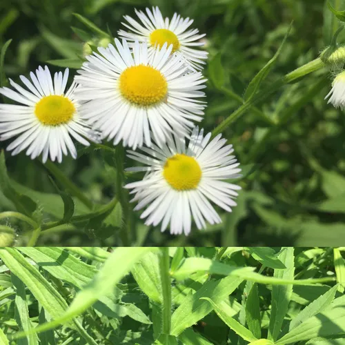 annual fleabane