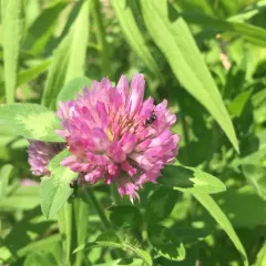 Red Clover thumbnail 3