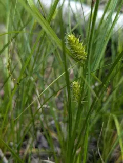 button sedge thumbnail 4