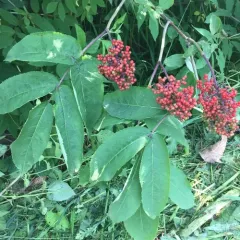 red-berried elder thumbnail 3