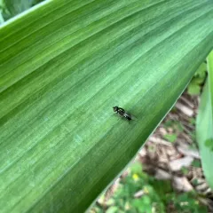 Black-horned Gem Fly thumbnail 4