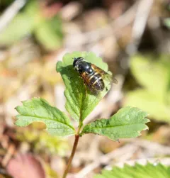 Long-nosed Pond Fly thumbnail 1