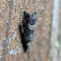 Clover Head Caterpillar Moth thumbnail 4