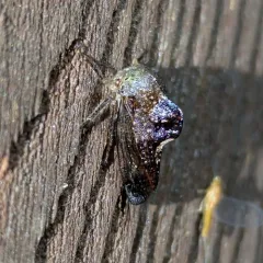 Telamona decorata thumbnail 2