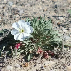fragrant evening primrose thumbnail 4