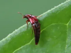 Bryoporus rufescens thumbnail 3