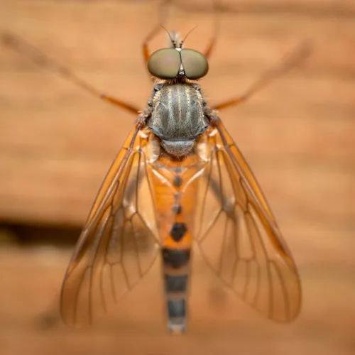 Rhagio maculifer
