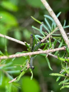 Balsam Fir Sawfly thumbnail 2