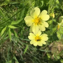 sulphur cinquefoil thumbnail 2