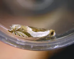 Yellow Birch Leaffolder Moth thumbnail 3
