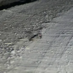 Common Poorwill thumbnail 3