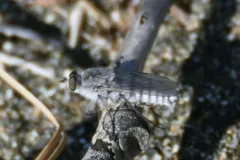 Spiriverpa albiceps thumbnail 1