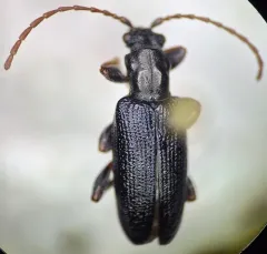 Long-necked reed beetle thumbnail 3