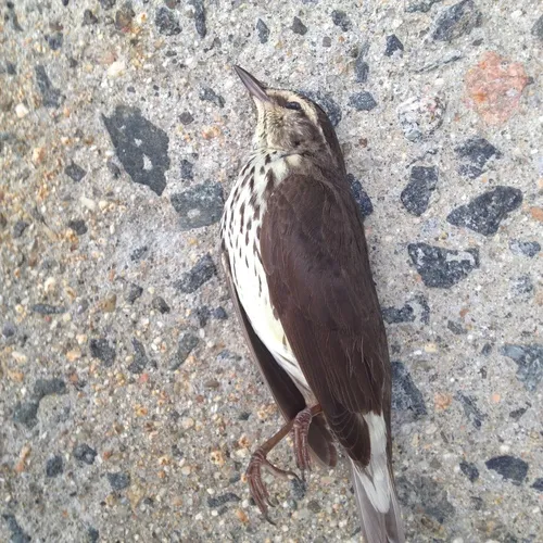 Northern Waterthrush