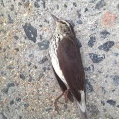 Northern Waterthrush thumbnail 1