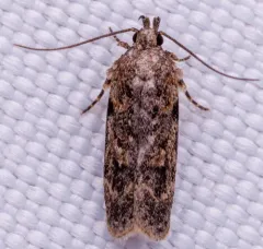 Chionodes pereyra thumbnail 4