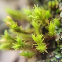 Wood Bristle-moss thumbnail 4