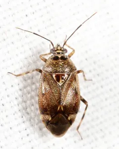 Deraeocoris aphidiphagus thumbnail 2