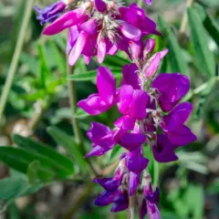 Boreal Sweet-vetch thumbnail 2