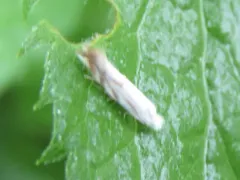 Goldenrod Bucculatrix thumbnail 3
