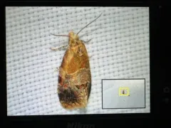 Aethes interruptofasciata thumbnail 4