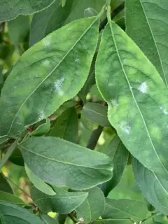 Erysiphe euonymi thumbnail 3