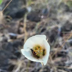 Howell's mariposa lily thumbnail 3