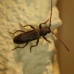 velvet longhorned beetle thumbnail 4